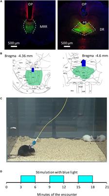 Differential Roles of the Two Raphe Nuclei in Amiable Social Behavior and Aggression – An Optogenetic Study